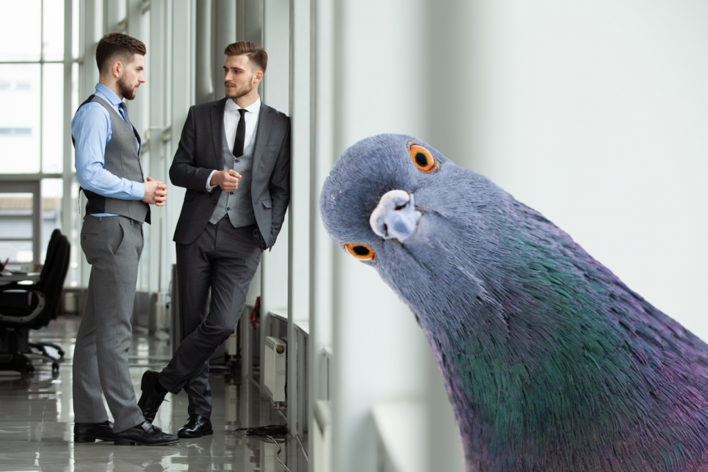 Are you working for a pigeon?