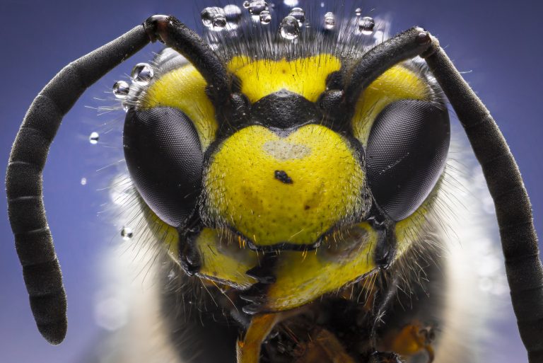 A bee face